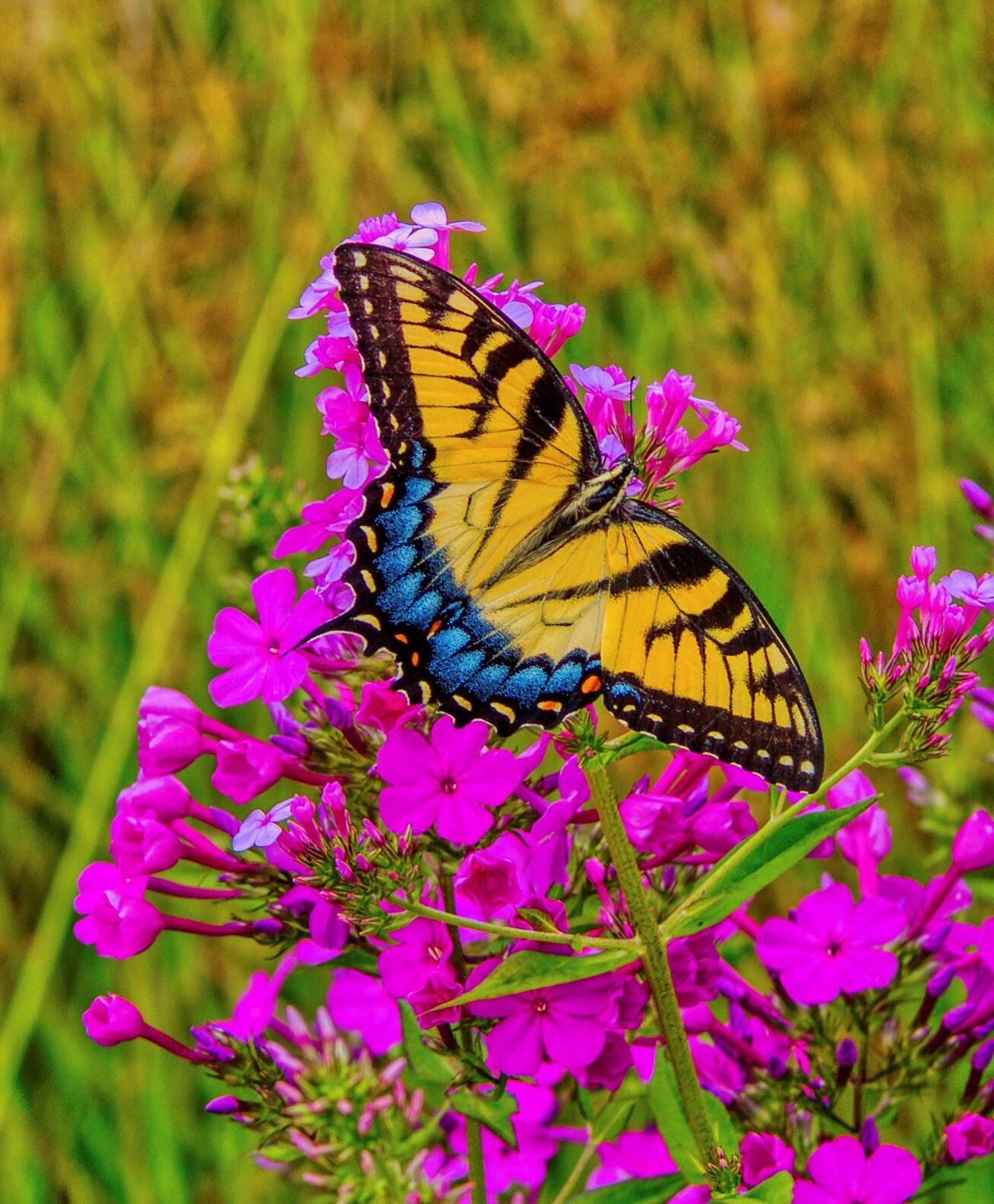 DBG butterfly